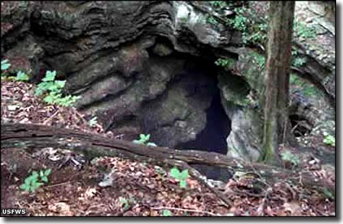 One entrance to Fern Cave One of the entrances to Fern Cave