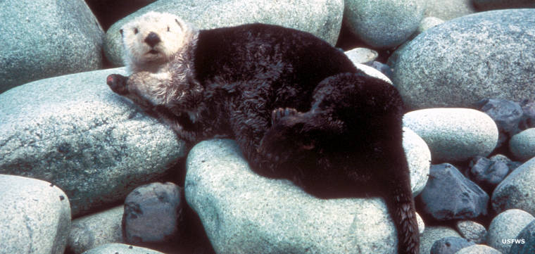 Yukon Delta National Wildlife Refuge: a sea otter A sea otter at Yukon Delta National Wildlife Refuge