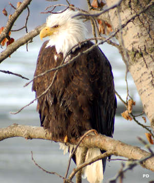A bald eagle seen along the Haines Highway