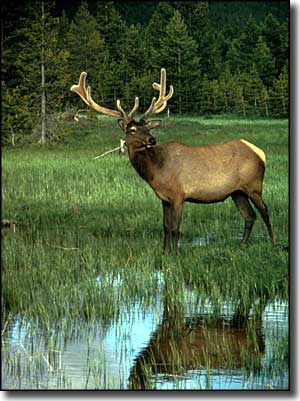 Blue Range primitive Area: Bull elk in velvet Bull elk in velvet in the Blue Range Primitive Area