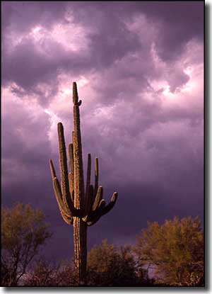 Mazatzal Wilderness: Storm clouds brewing above the wilderness Mazatzal Wilderness: Saguaro with storm clouds gathering