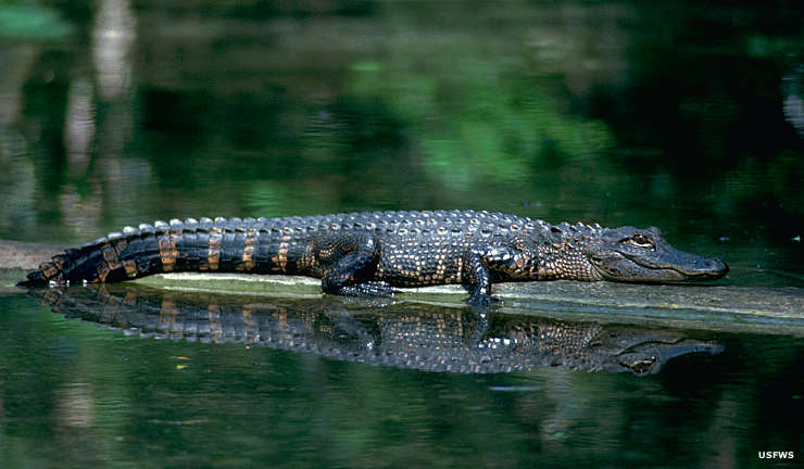 Pond Creek National Wildlife Refuge: An American alligator An American alligator at Pond Creek National Wildlife Refuge