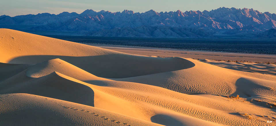 Cadiz Dunes Wilderness: A view across the dunes to the Old Woman Mountains Looking east across the Cadiz Dunes