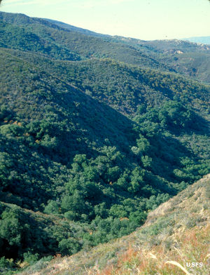 Agua Tibia Wilderness: In the mountains of the wilderness In the mountains of Agua Tibia Wilderness