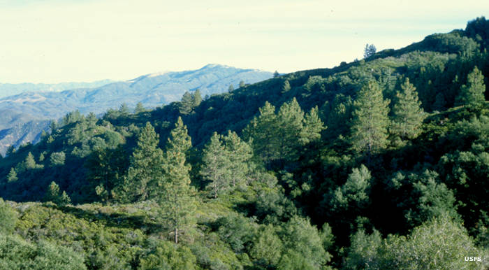 Agua Tibia Wilderness: A view in the mountains A view in Agua Tibia Wilderness