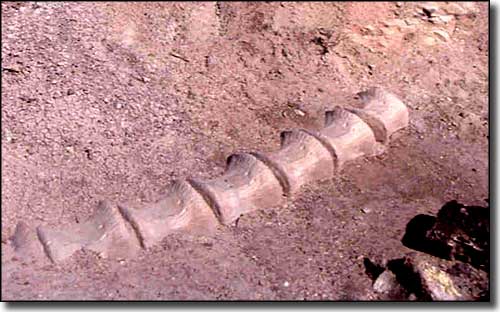 Dinosaur Diamond Prehistoric Highway: A view of dinosaur bones exposed in the side of Riggs Hill Dinosaur bones exposed in the side of Riggs Hill, just north of Grand Junction