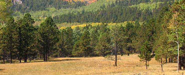 Jefferson County State Wildlife Areas: A view of aspens in color The aspens are changing color, must be that time of year