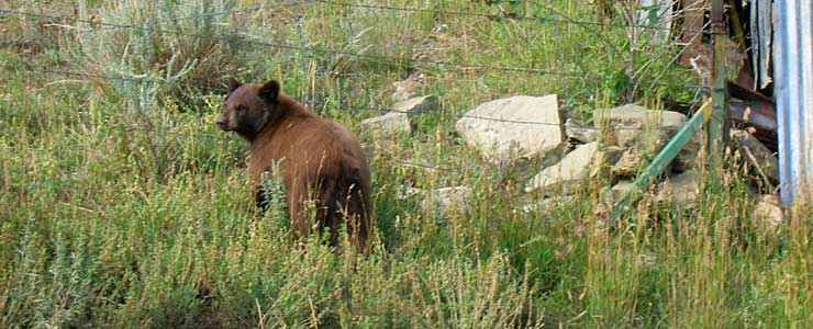 Routt County State Trust Lands and Wildlife Areas: View of a black bear in the weeds A black bear in the weeds