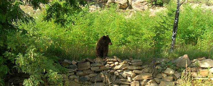 Pueblo County State Trust Lands and Wildlife Areas: View of a black bear in the weeds A black bear in the weeds