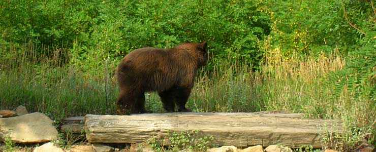 Park County State Trust Lands and Wildlife Areas: View of a black bear in the weeds A black bear in the weeds