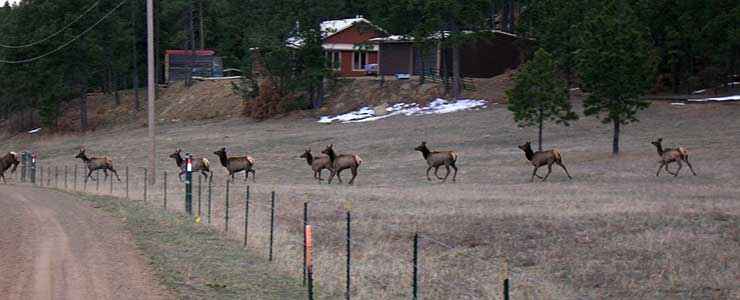 Elk on the run