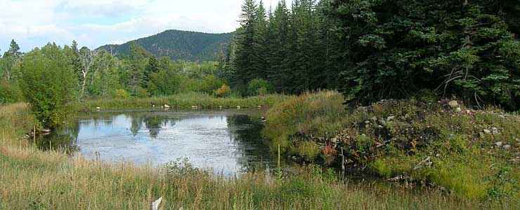Lake County State Trustlands and Wildlife Areas: View of a pond in the woods A pond in the woods