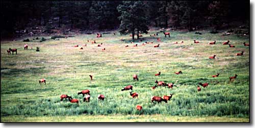 San Juan County State Wildlife Areas: A view of elk in a meadow Elk in the meadow