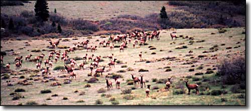 Pueblo County State Trust Lands and Wildlife Areas: A view of elk in a meadow Elk in a meadow
