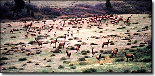 Costilla County State Wildlife Areas: A view of elk in a meadow Elk in a meadow