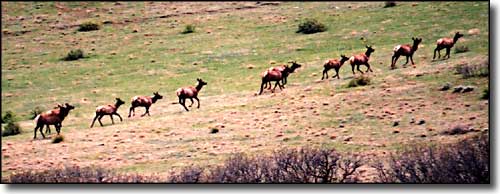 Conejos County State Trust Lands and Wildlife Areas: A view of elk on the move Elk on the move