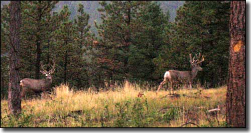 Baca County State Trust Lands and Wildlife Areas: View of a couple mule deer bucks in the trees A couple of mule deer bucks in the trees