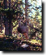 Huerfano County State Trust Lands and Wildlife Areas: A view of mule deer in the wild Mule deer