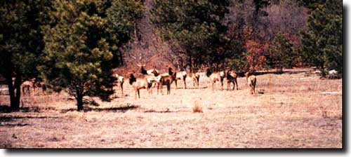 Moffat County State Trust Lands and Wildlife Areas: A view of elk in a meadow Elk in a meadow