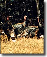 Pueblo County State Trust Lands and Wildlife Areas: A view of wild turkey wild turkey
