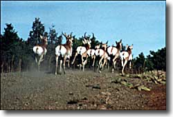 Costilla County State Wildlife Areas: A view of pronghorn antelope Pronghorns