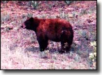 San Juan County State Wildlife Areas: View of a black bear Black bear