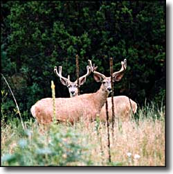 Conejos County state Trust Lands and Wildlife Areas: A view of mule deer Deer