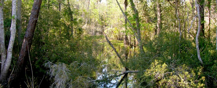 Ocala National Forest, Florida