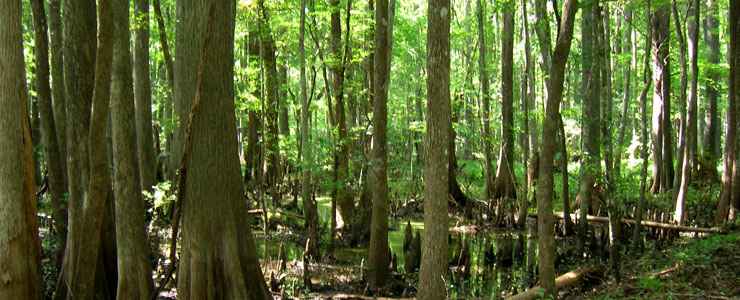 Looking into the dense cypress swamp of the Lower Suwannee National Wildlife Refuge