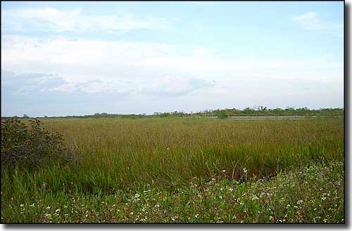 A freshwater slough