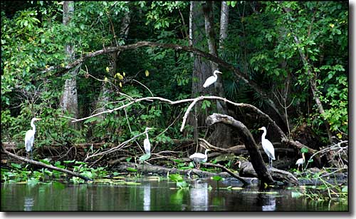 Birds in the trees in the Everglades