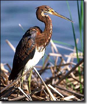 A Tri-colored heron