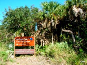 Florida National Wilderness Areas: At the edge of Archie Carr NWR Typical tree cover for Archie Carr NWR