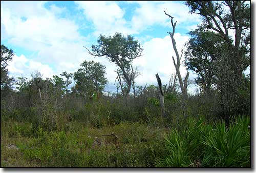 A view of typical Florida scrub habitat in the forest