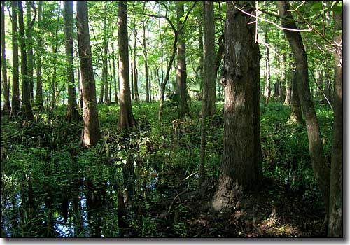 Wetlands, swamp and cypress, another typical scene in a Florida forest