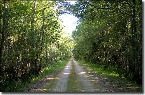 The nature drive runs along levees between cypress swamp and pine flatwoods