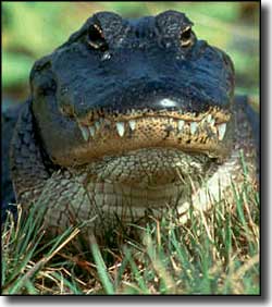 View of a typical Florida alligator Florida alligator