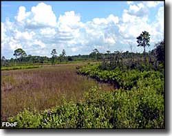 An open savanna at Lake Wales Ridge State Forest