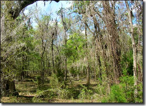 Thick tree cover and underbrush at Ralph E. Simmons Memorial State Forest