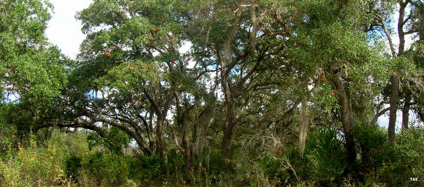 Tree cover in Lake Wales Ridge State Forest