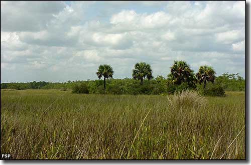 Sawgrass, palms and thick underbrush make up the typical landscape at Fakahatchee Strand Preserve