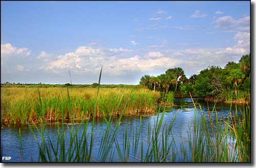Wetlands and forest can be seen at Fakahatchee Strand Preserve State Park from the Tamiami Trail