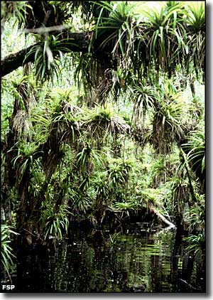 Looking at the tree canopy over a stream at Fakahatchee Strand Preserve State Park