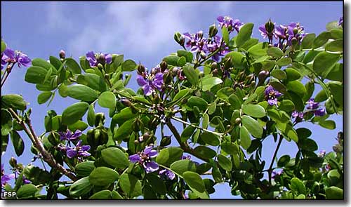 Lignumvitae Key Botanical State Park: A view of blossoms in the park Blossoms in the park