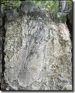 Fossilized brain coral