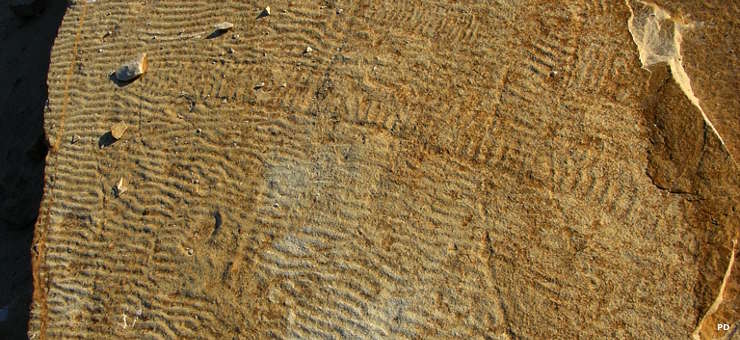 Cambrian fossils from Blackberry Hill, WI Cambrian fossils and trackways