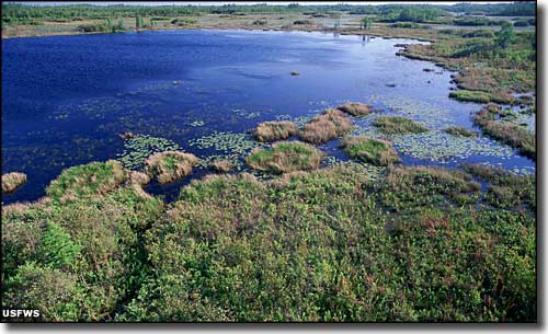 An aerial view of open water and swamp in the Okefenokee Wilderness