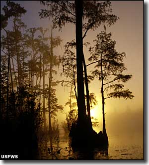 The sun setting through mist rising from Okefenokee National Wildlife Refuge