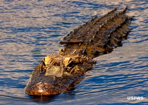 An alligator swimming this way at Savannah National Wildlife Refuge