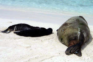 Midway Atoll National Wildlife Refuge: Hawaiian monk seal and her pups Hawaiian monk seal and her pups on a beach